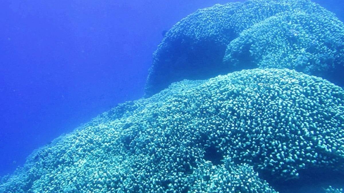 Okyanusun dibinde büyük keşif: Dünyanın en büyüğü uzaydan bile görünüyor