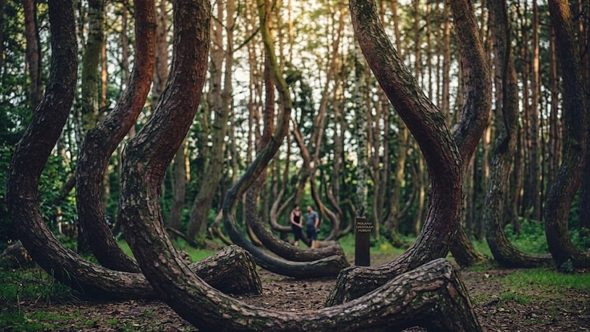 Eğri ağaçların sırrı açığa çıktı