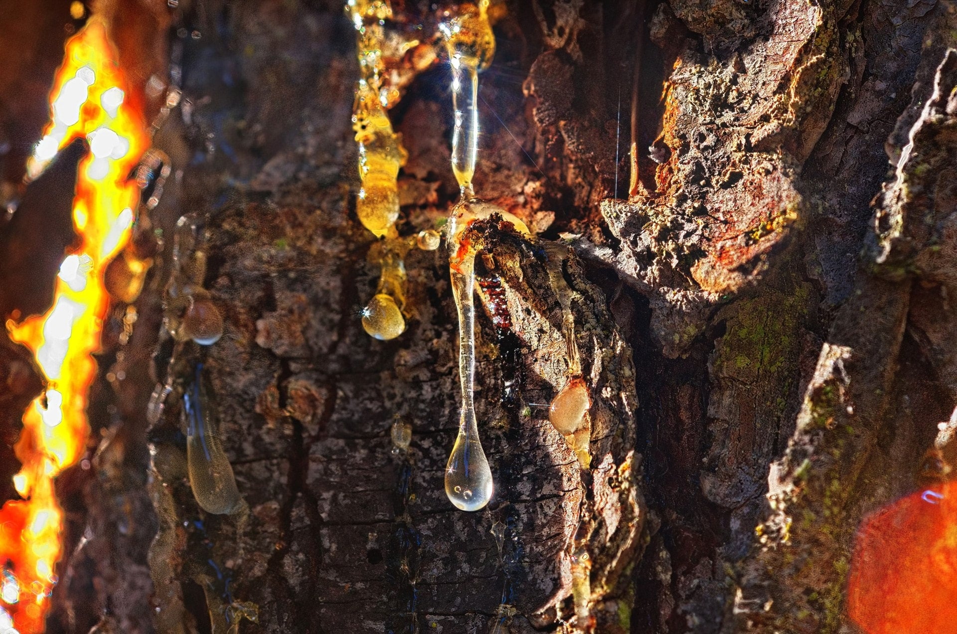 Petrolü tarihe gömecek yakıt: ''Yeşil altın'' olacak