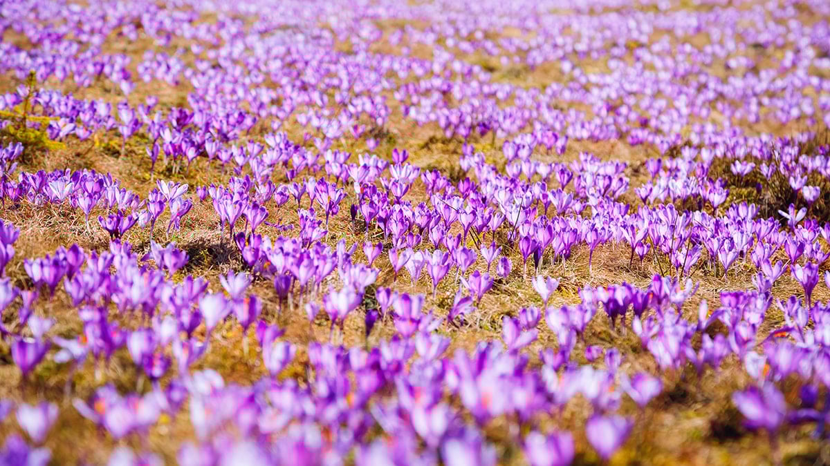 3 kilosu 1 daire ediyor