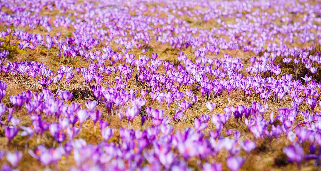 3 kilosu 1 daire ediyor