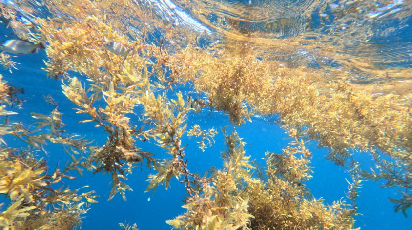 Adı deniz ama hiç bir ülkeye kıyısı yok: 'Altın yağmur ormanı'