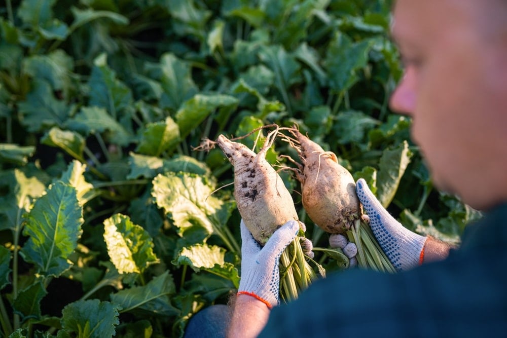 Tüm çiftçileri ilgilendiren karar: Sözleşme yapmadan eken ceza ödeyecek