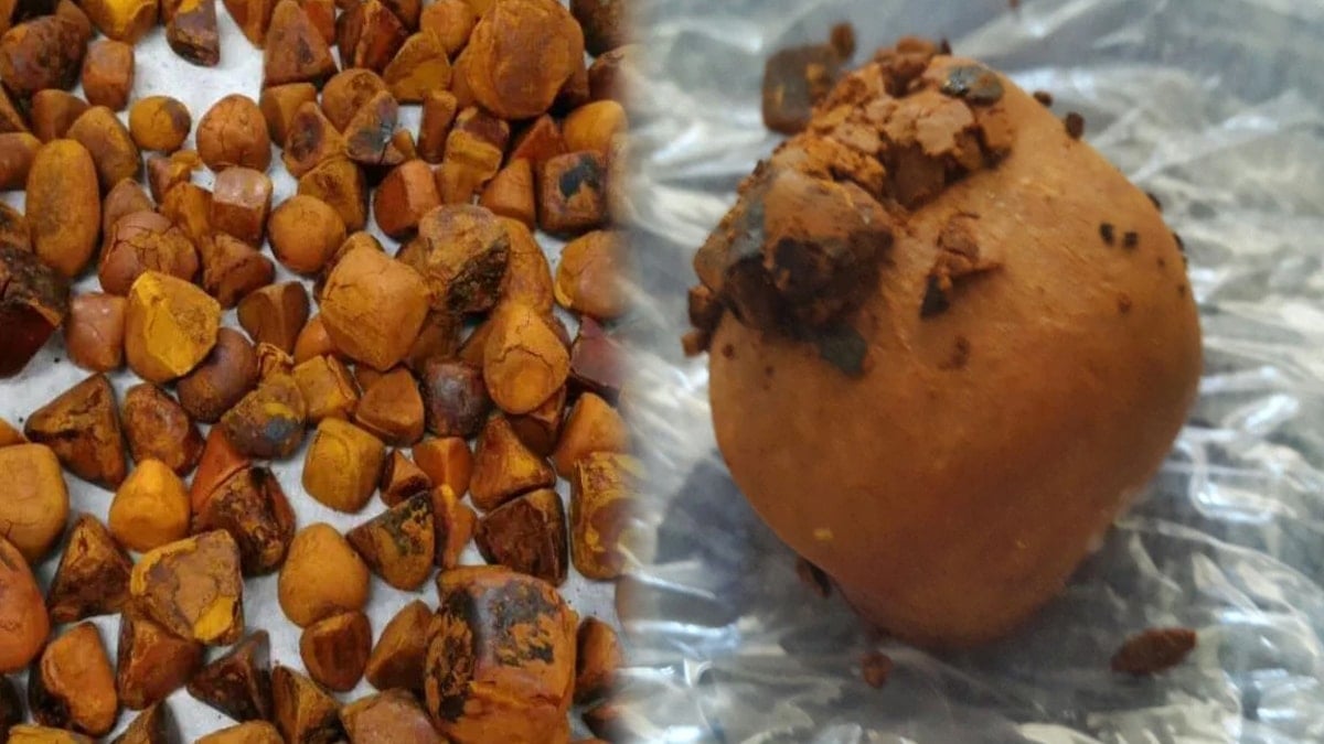 İnekten çıkan hazine, bulan köşeyi dönüyor: Tanesi bir ev parası ediyor