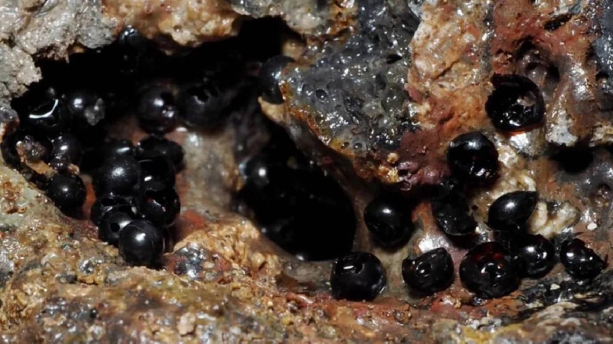 Denizin 6200 metre derinliklerinde kapılar açıldı: Siyah küreler sonunda bulundu