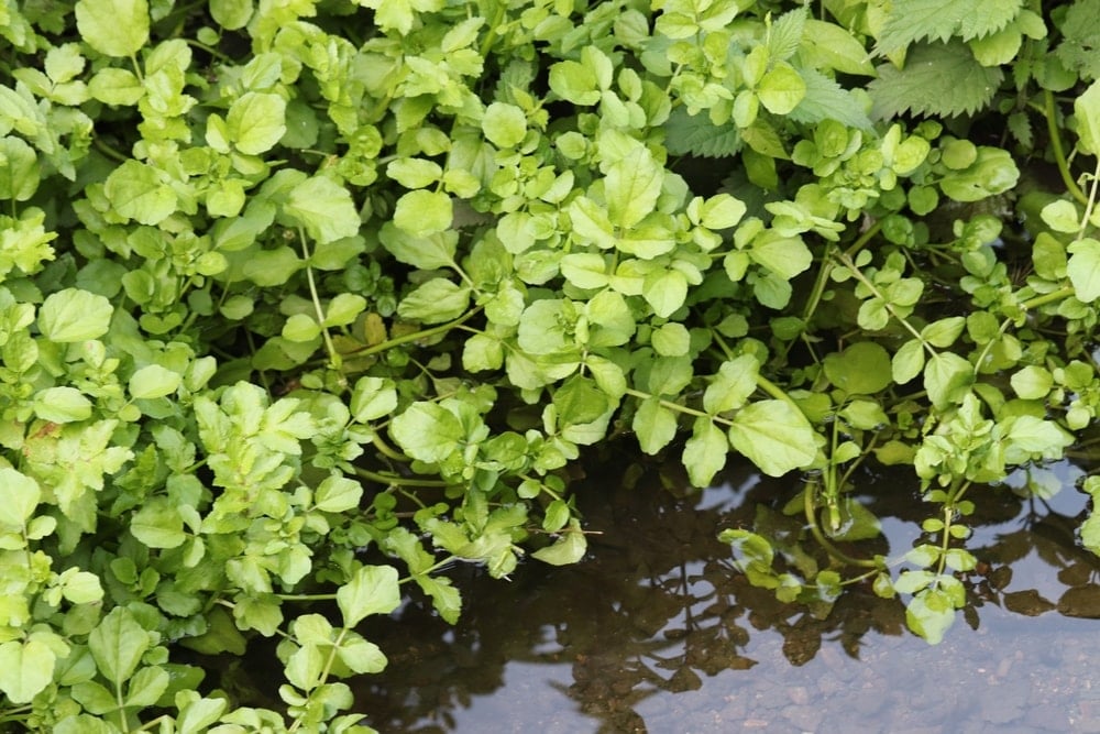 Gören yabani ot sanıyor: Faydasını duyan evde bile yetiştiriyor