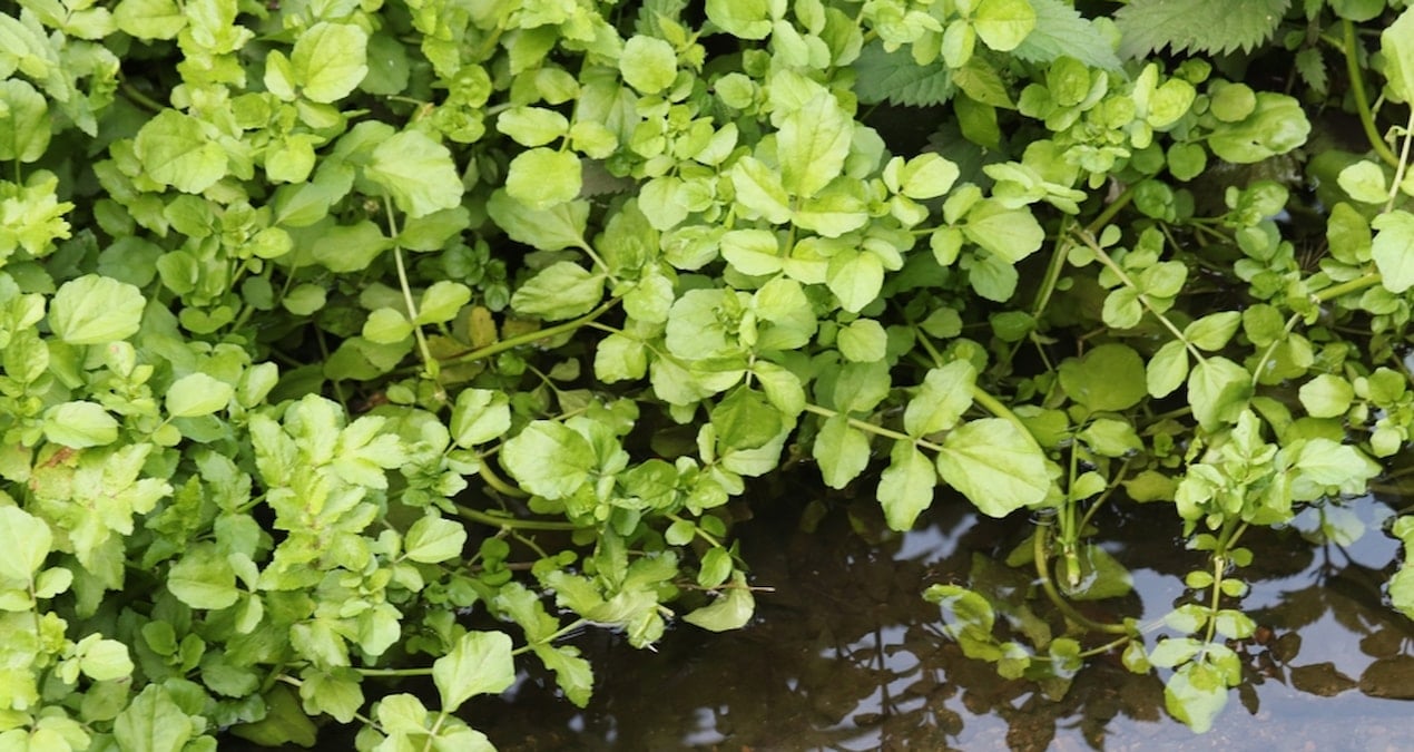 Gören yabani ot sanıyor: Faydasını duyan evinde yetiştirmeye başlıyor