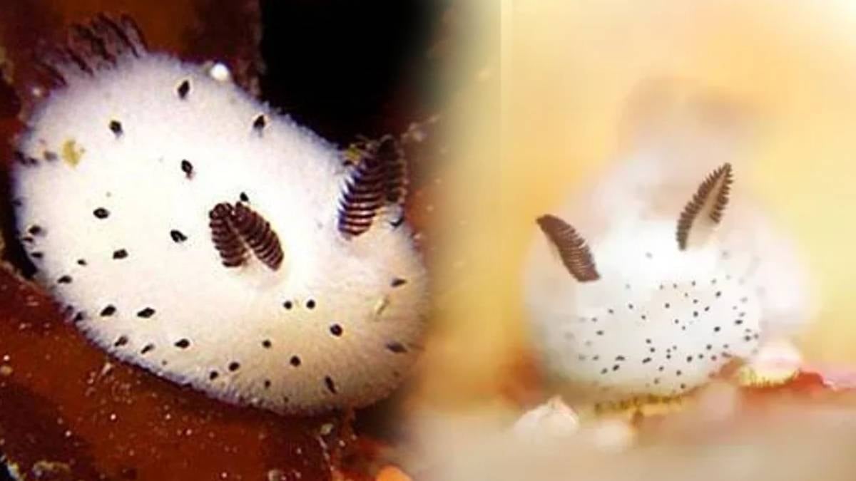 Sevimli görünüşüne aldanmayın: Gördüğünüz anda kaçın, çok tehlikeli