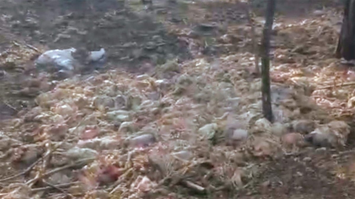 Yüzlercesi ormana atıldı, koku ve görüntü halkı isyan ettirdi