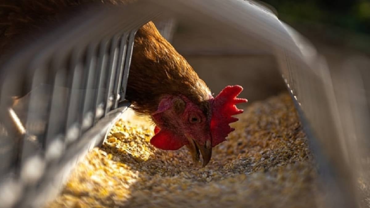 Kümesinde olan yaşadı: Dünyanın en çok yumurtlayan tavukları belli oldu