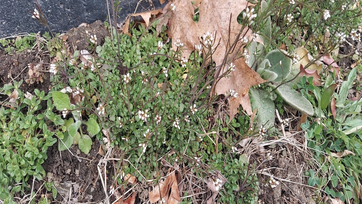 6 haftada yetişiyor, Avrupa çok araştırıyor: Fiyatı 4 bin lira