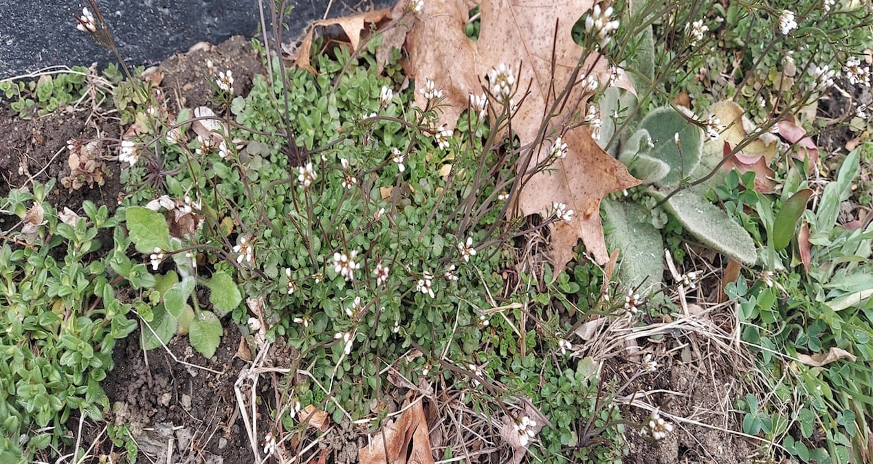 6 haftada yetişiyor, Avrupa çok araştırıyor: Fiyatı 4 bin lira