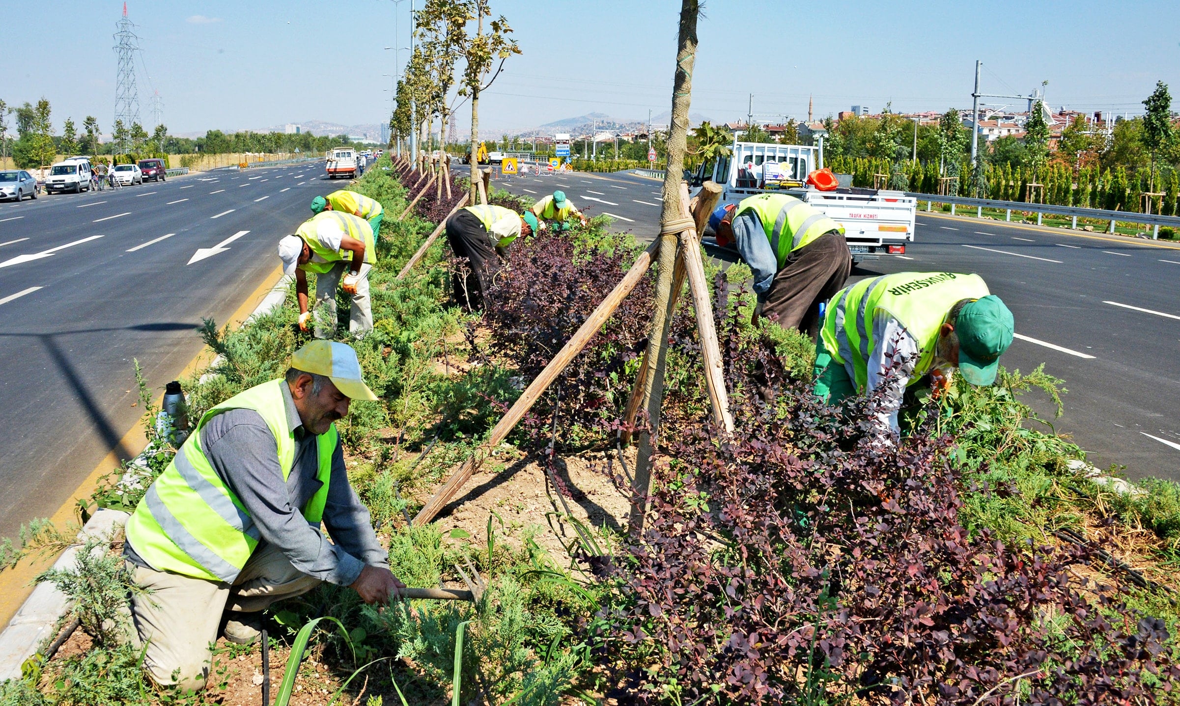 Yol kenarlarından toplanıyor, devlet tonlarcasını satışa çıkardı: Kilosu 20 TL