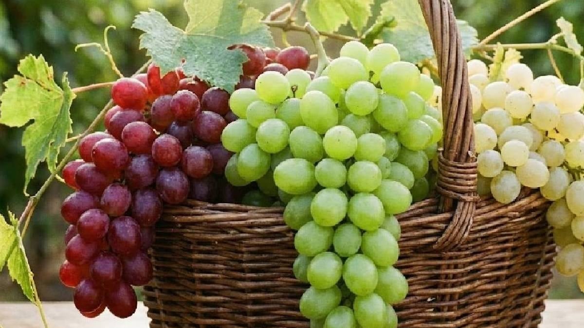 Türkiye dünya devleri arasında: Üzüm üretim rakamları belli oldu