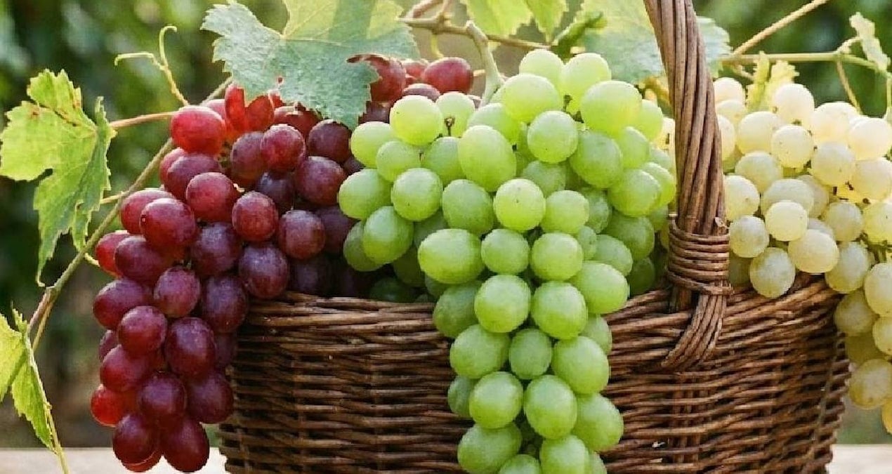 Türkiye dünya devleri arasında: Üzüm üretim rakamları belli oldu