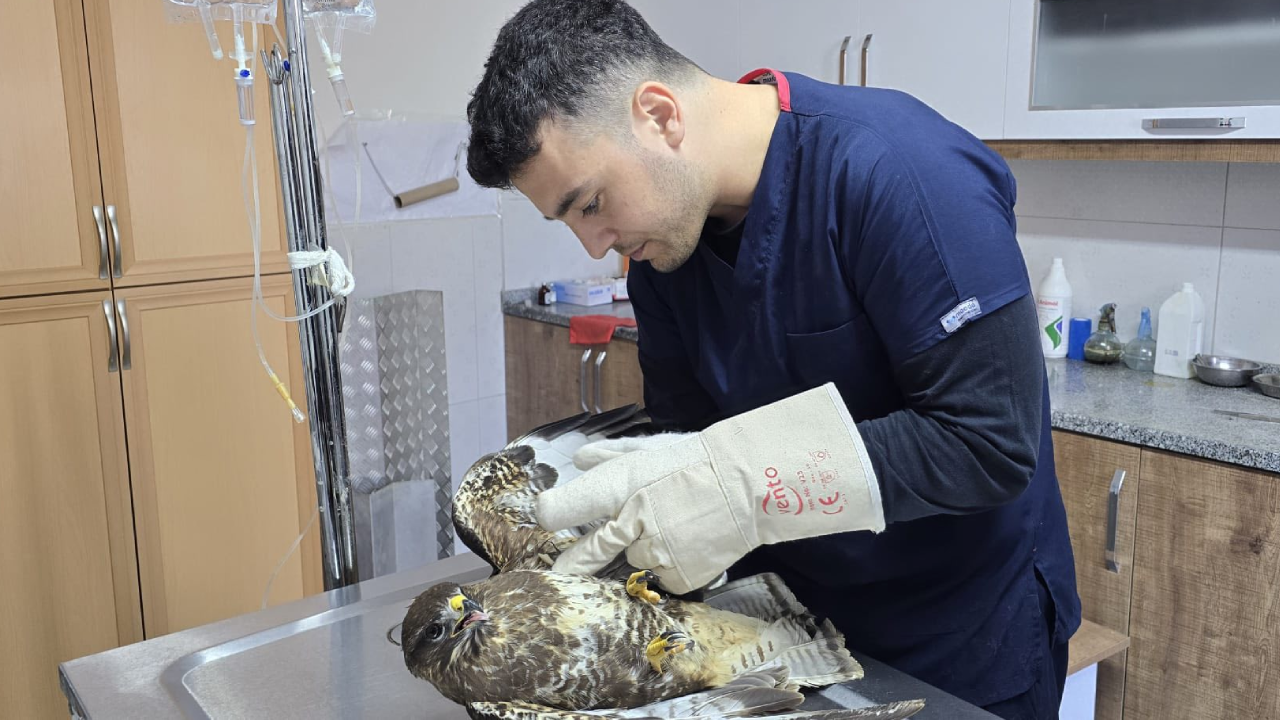 Yaralı şahini çiftçilerin dikkati kurtardı