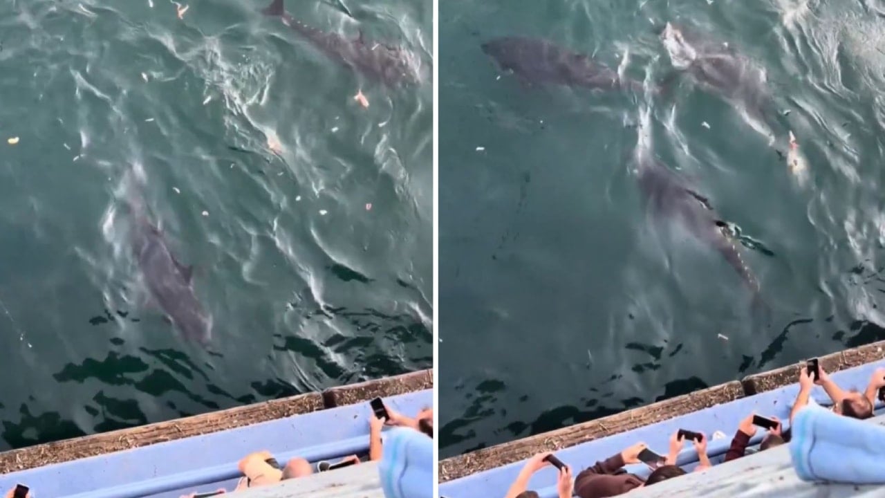 İstanbul Boğazı’na dev balık sürüsü akın etti! Kilosu piyasada 800 TL