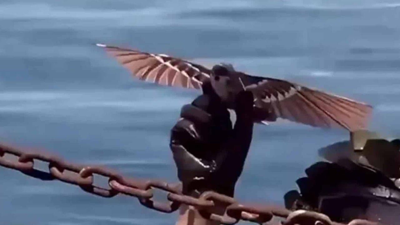 ABD kara kara düşünmeye başladı! İstihbarat toplayan kuşu hiçbir sistem tespit edemiyor