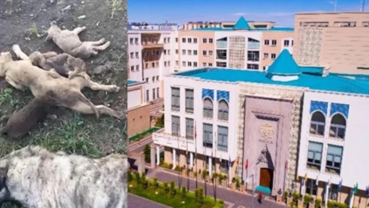 Barınaktaki “katliam” iddialarında yeni gelişme: Mahkeme soruşturmanın önünü açtı