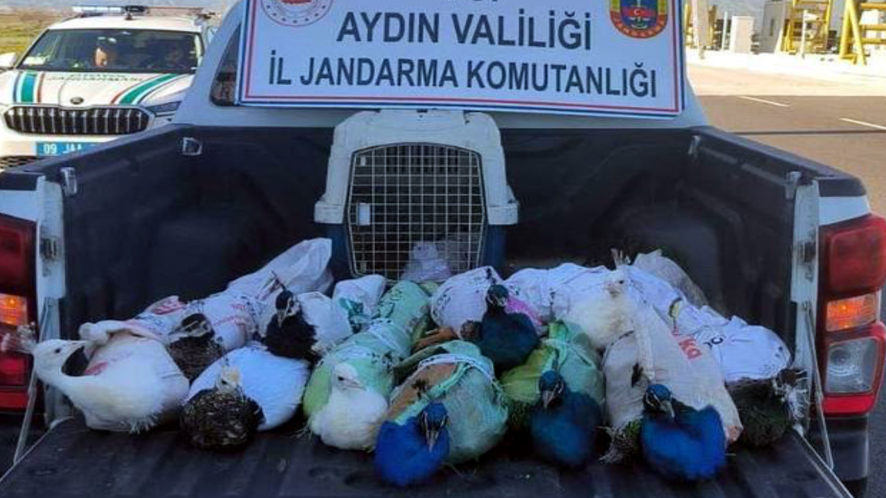 Tavuskuşlarını şehirlerarası otobüs ile kaçırırken yakalandılar