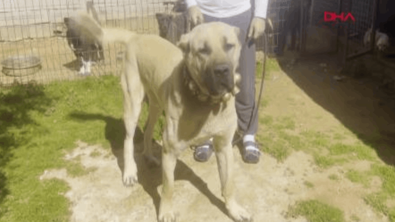 Kulakları kesilen yavru köpekleri 30-40 bin liraya satmışlar!