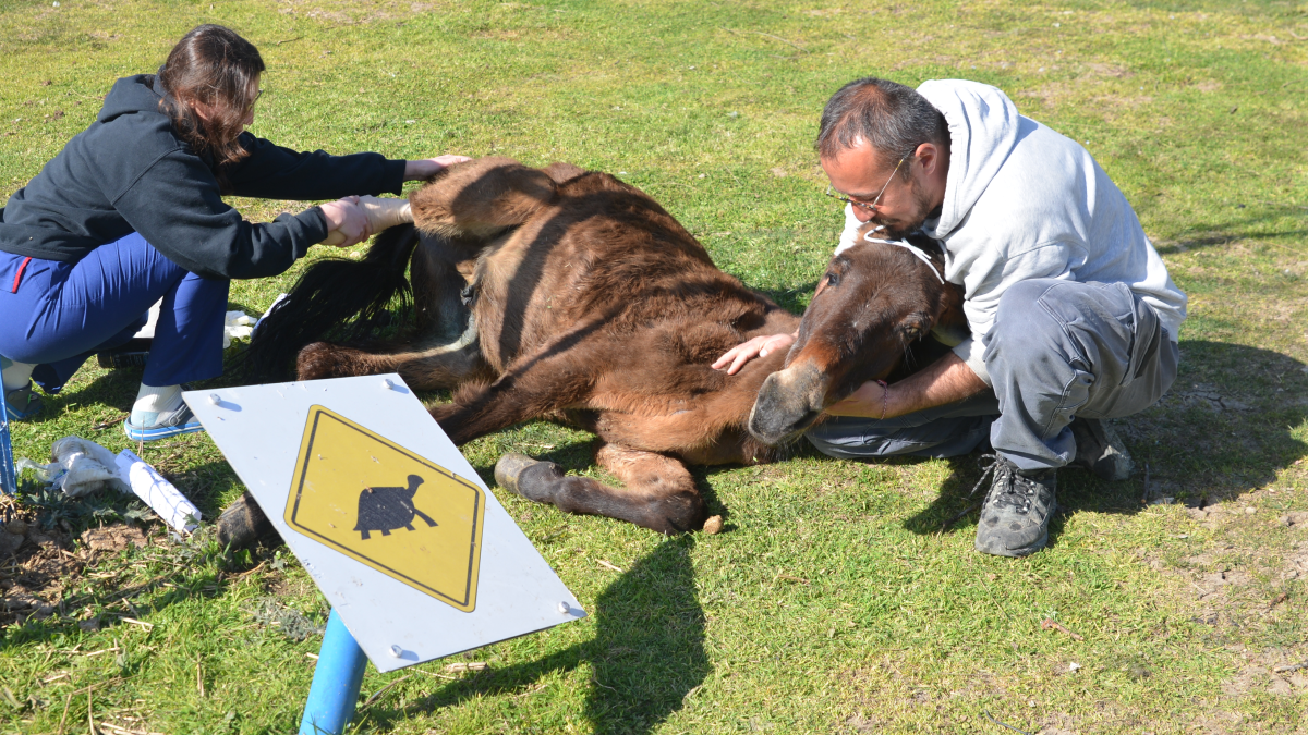 Ayağı kırılan katır, ötenazi düşünülürken son anda yaşama tutundu