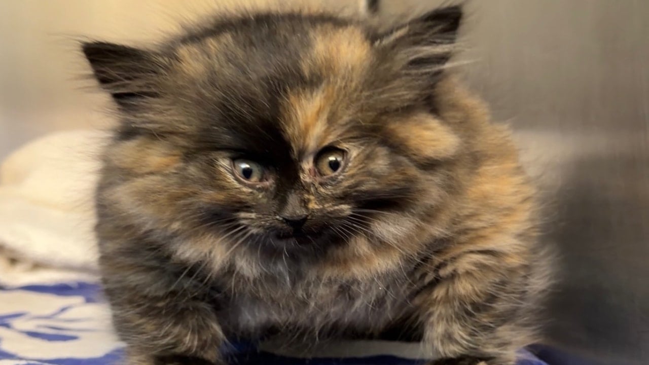 Balon balığına benzeyen kediyi gören şoke oldu! Gerçek bambaşka çıktı