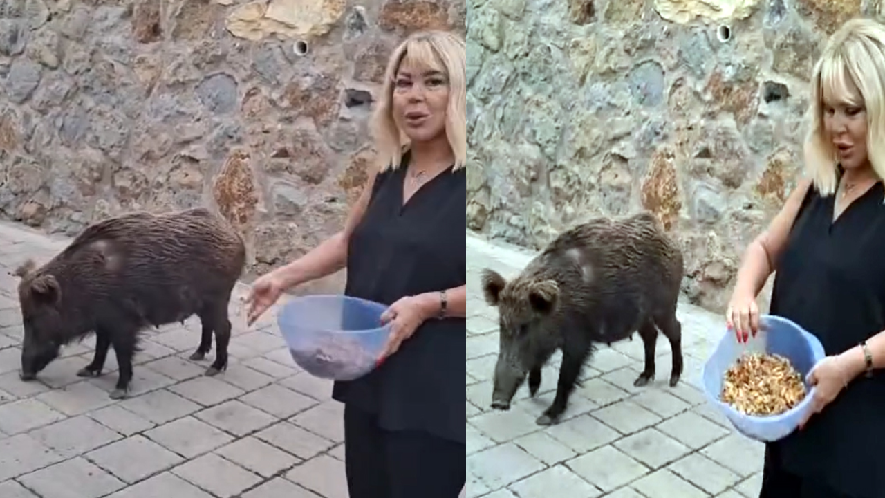 Safiye Soyman kapısına kadar gelen domuzu cevizle besledi