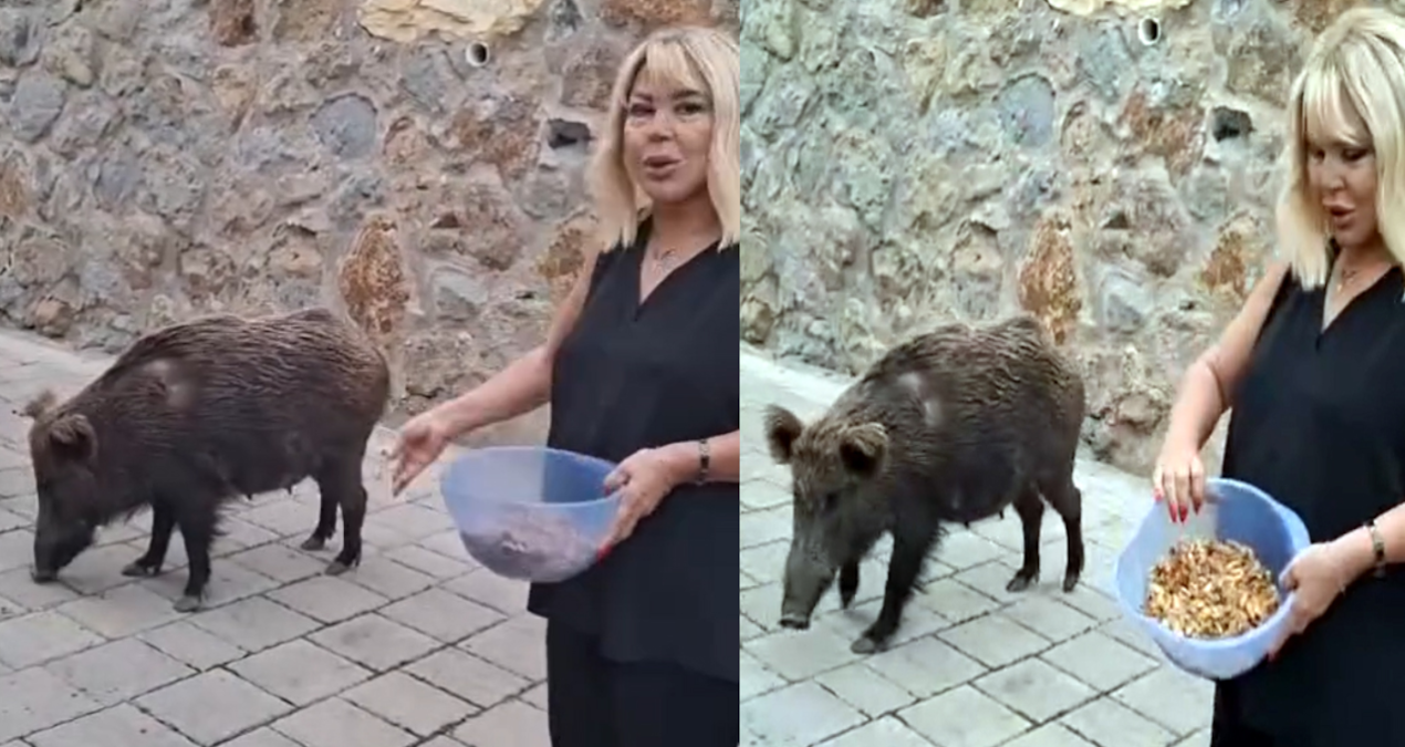 Safiye Soyman kapısına kadar gelen domuzu cevizle besledi