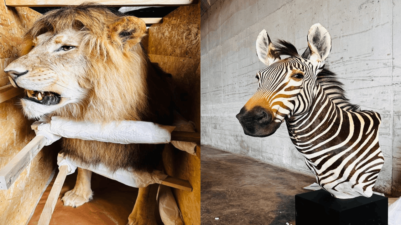 Trabzonda trofeler yakalandı: Bu hayvanları nereden kaçırdılar?