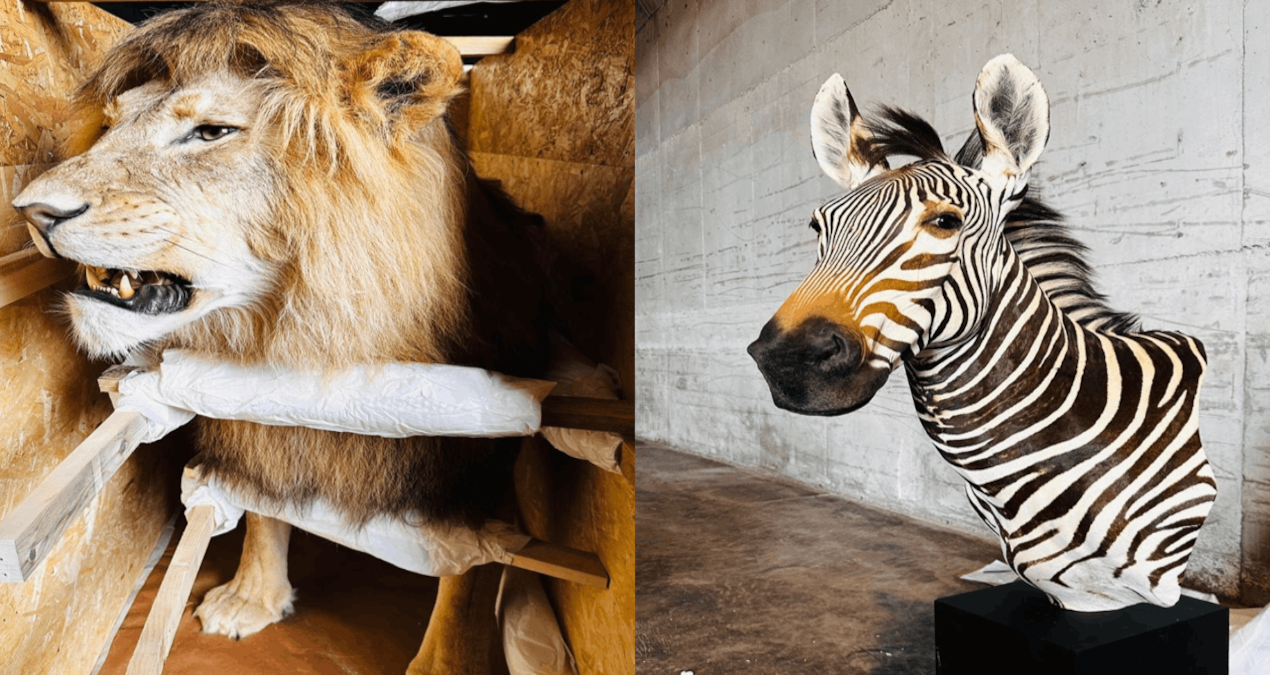 Bu hayvanlar Trabzon'da yakalandı!