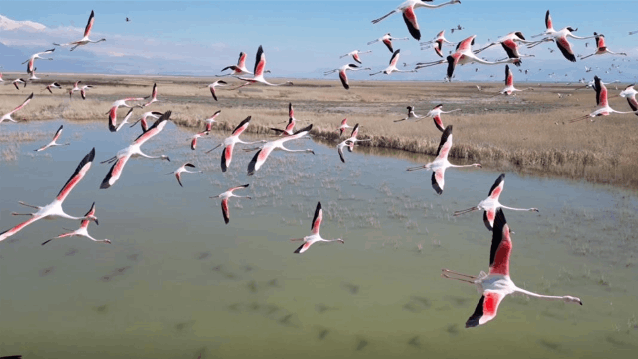 Kayseri’de flamingoların görsel şölen oluşturdu!
