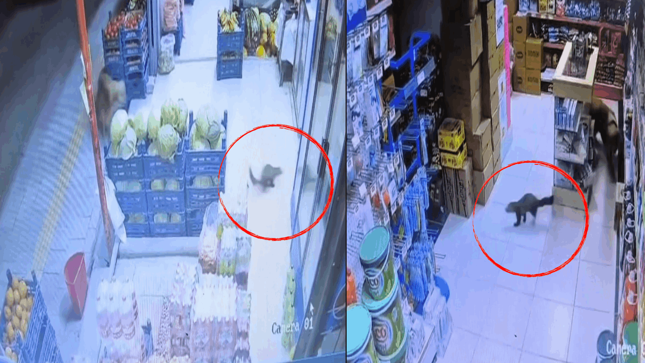 Markette davetsiz misafir: Açık kapıdan girdi reyonları gezdi