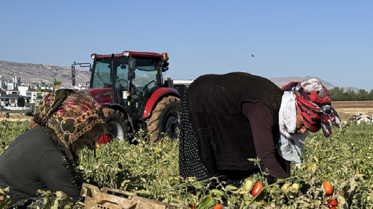 Çöpe gidiyordu, değeri katlandı: Sapı servete dönüştü
