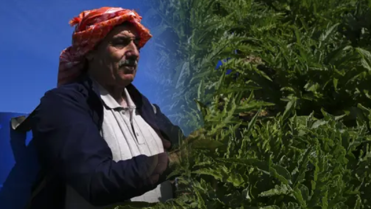 Tanesi 30 liradan başlıyor: Faydası saymakla bitmiyor, talep patlaması yaşanıyor