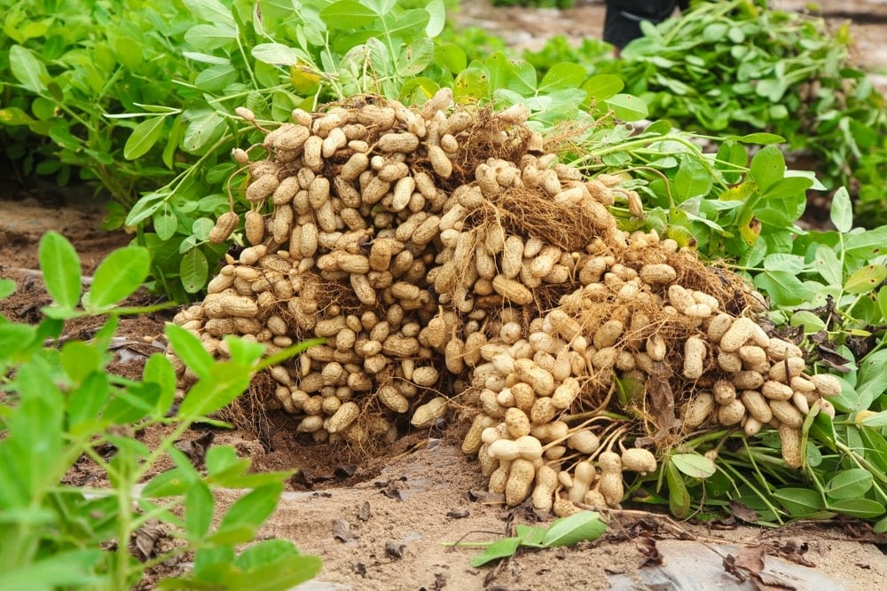 Çöpe atan ah vah edecek! O kabuğun içinden 'mucize malzeme' çıkıyor