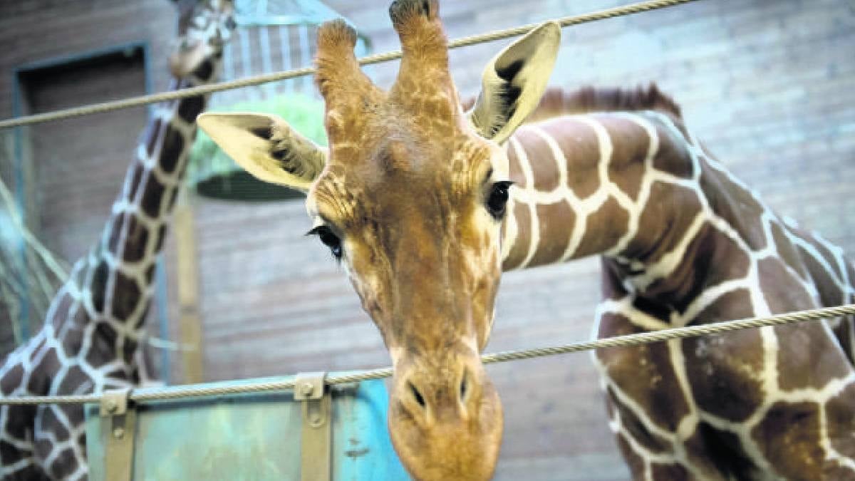 Tek bir bedende at, zürafa ve zebra dünyaya geldi