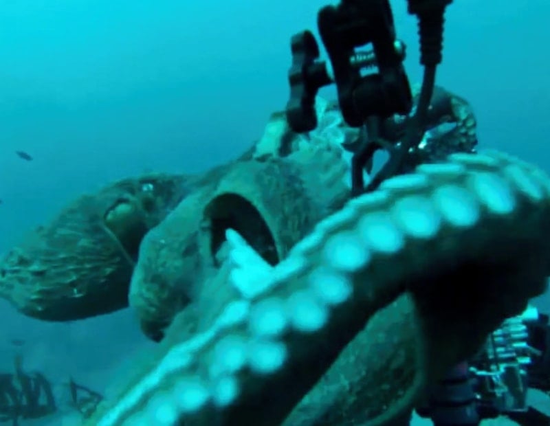 Denizlerde 19 metrelik 'canavar'