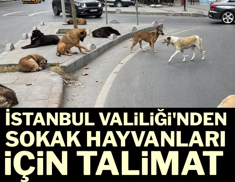 İstanbul Valiliği'nden sokak hayvanları için talimat