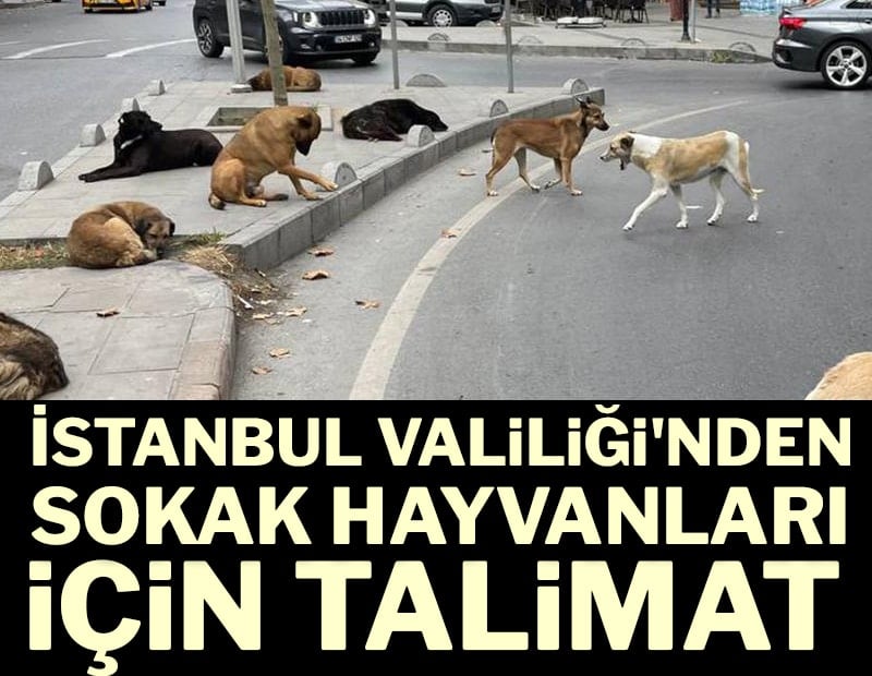 İstanbul Valiliği'nden sokak hayvanları için talimat