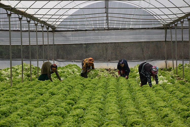 1,5 dönümle başladı, şimdi paraya para demiyor: Yılda 40 milyon fide satıyor