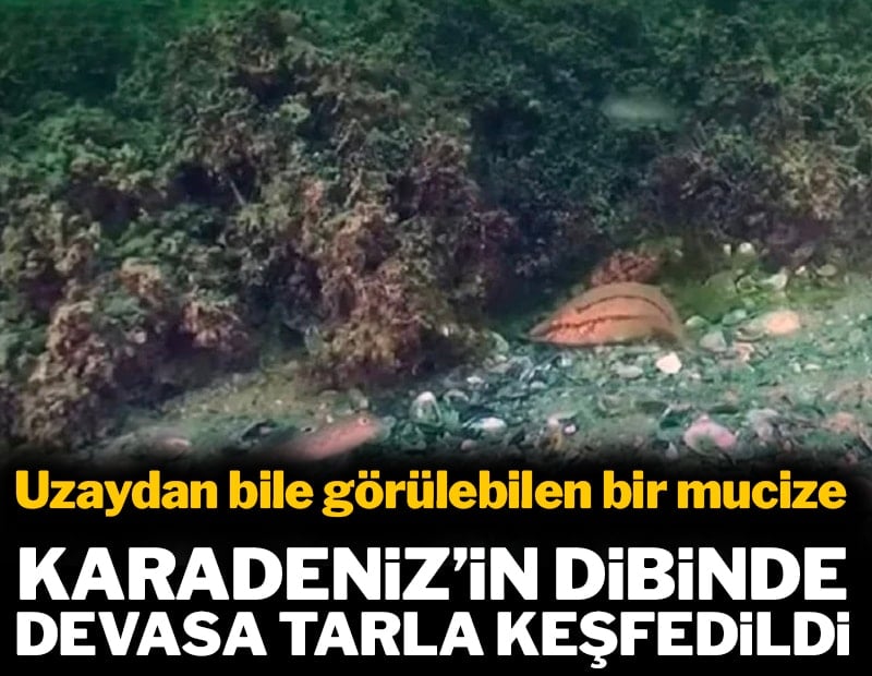 Karadeniz'in dibinde devasa tarla keşfedildi: Uzaydan bile görülebilen bir mucize