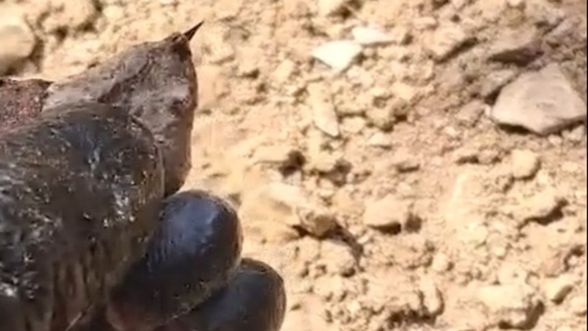 Türkiye'nin en zehirli türlerinden biri! O ilde ortaya çıktı...