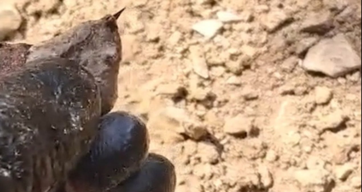Türkiye'nin en zehirli türlerinden biri ormanda görüntülendi