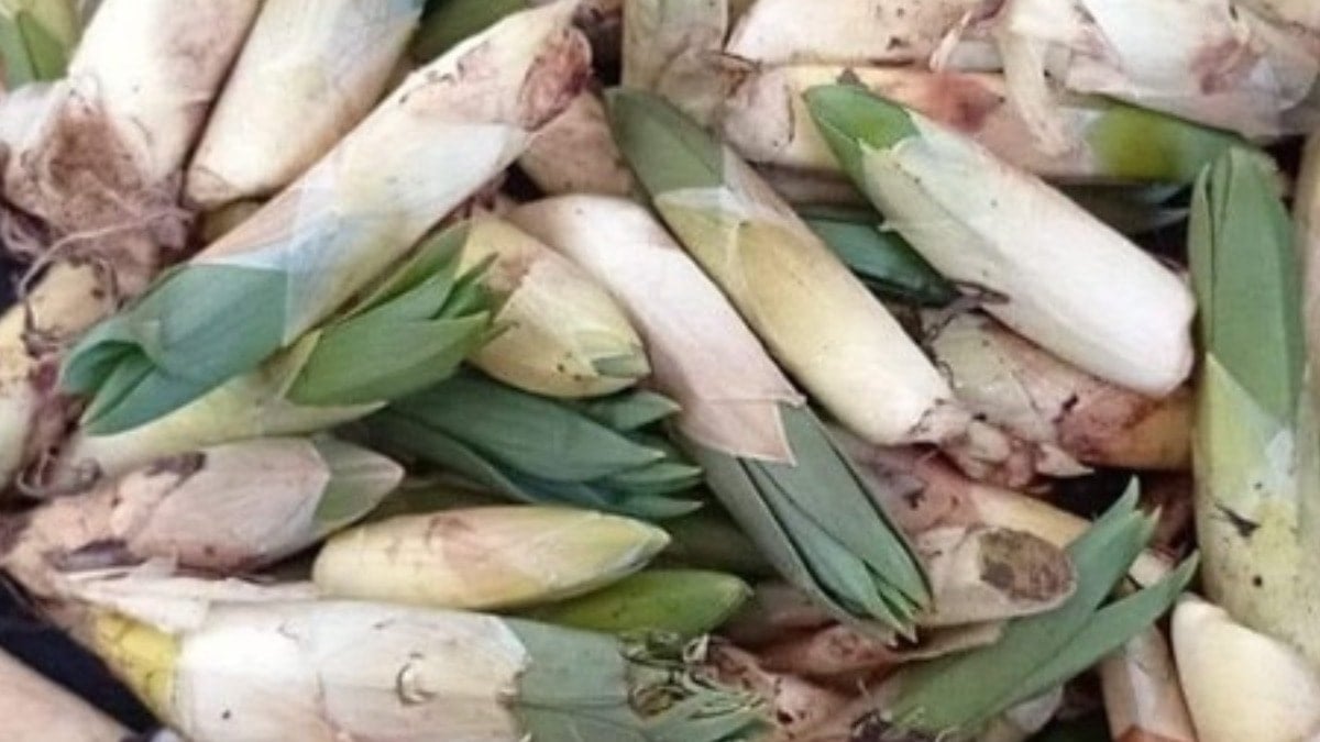 Pırasaya benziyor ama etkisi çok farklı: Dağlardan toplayan şifa buluyor