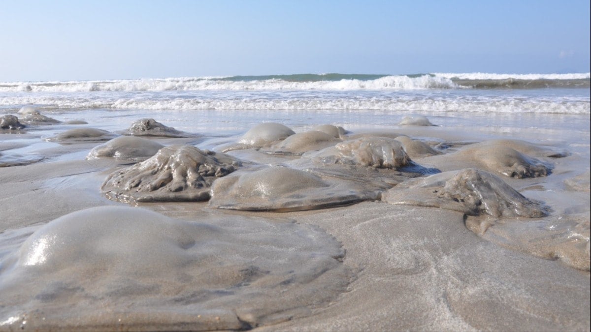 Mersin'de korkutan görüntü: Binlercesi kıyıları sardı