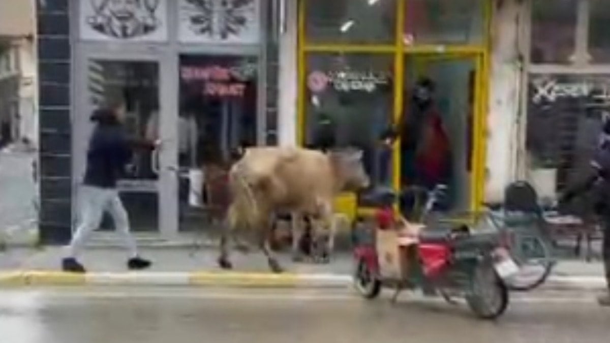 Firari inek ortalığı birbirine kattı