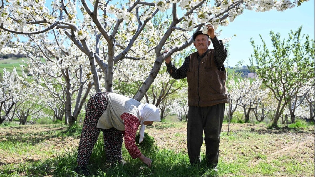 Coğrafi tescilli Demirci kirazında hedef 20 bin ton rekolte