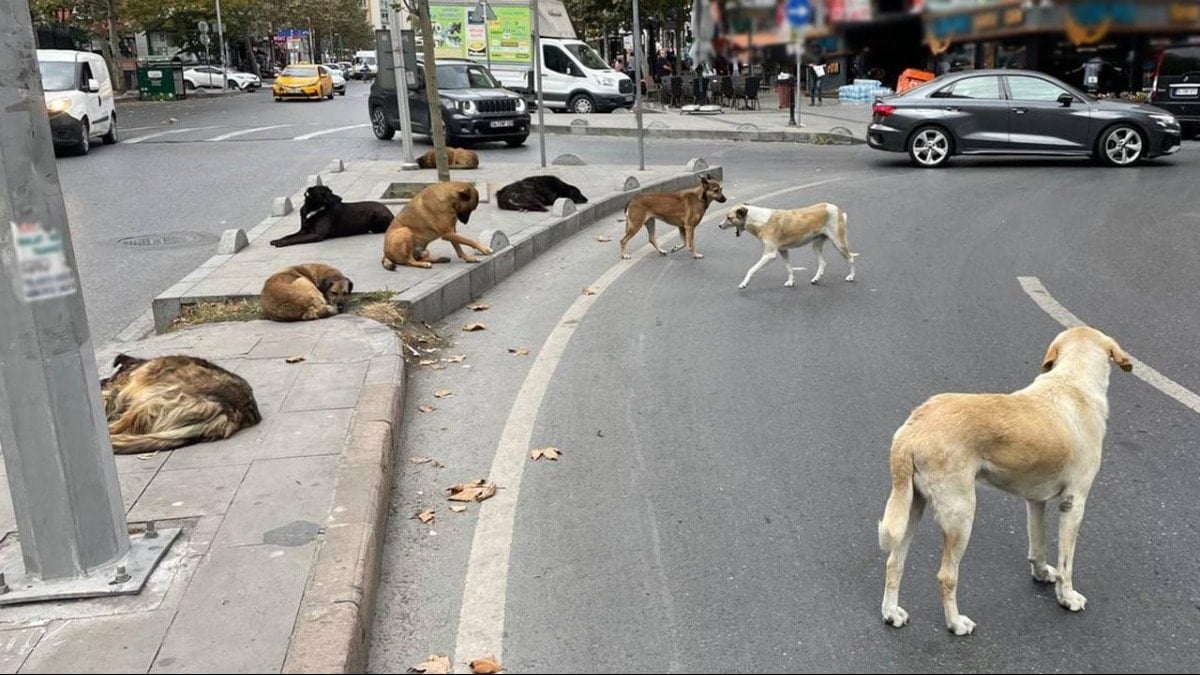İstanbul Valiliği'nden sokak hayvanları için talimat