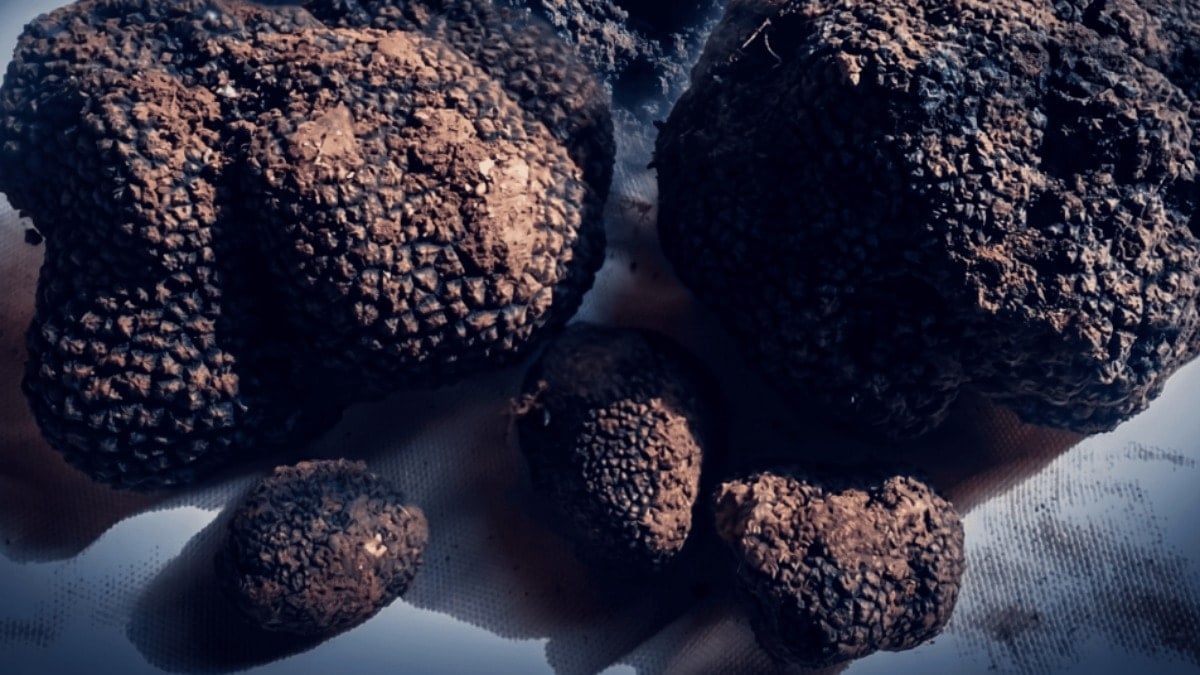 Türkiye'nin siyah elmasını keşfetti: Kilosu 20 bin liradan yılda 1 ton Avrupa'ya gönderiyor